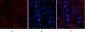 Tak1 Polyclonal Antibody